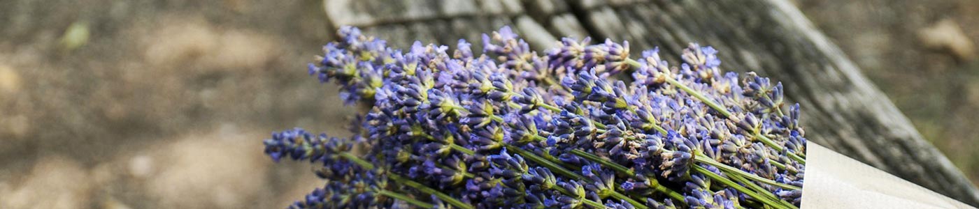 Lavendel; Quelle: Pixabay